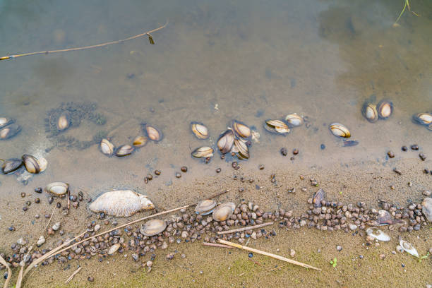 毒殺されたオドラ川のほとりの死んだ魚。ポーランドの巨大な生態学的大惨事。 - odra river ストックフォトと画像