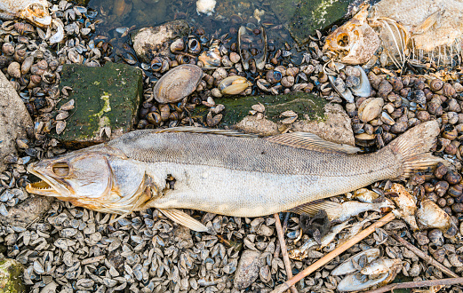 Dead fish on the bank of the poisoned Odra River. Huge ecological catastrophe in Poland.