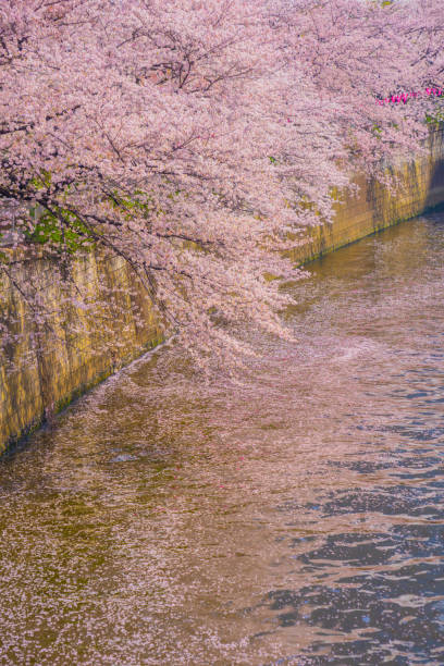 cherry blossoms in meguro river in full bloom - spring vertical cherry blossom color image imagens e fotografias de stock