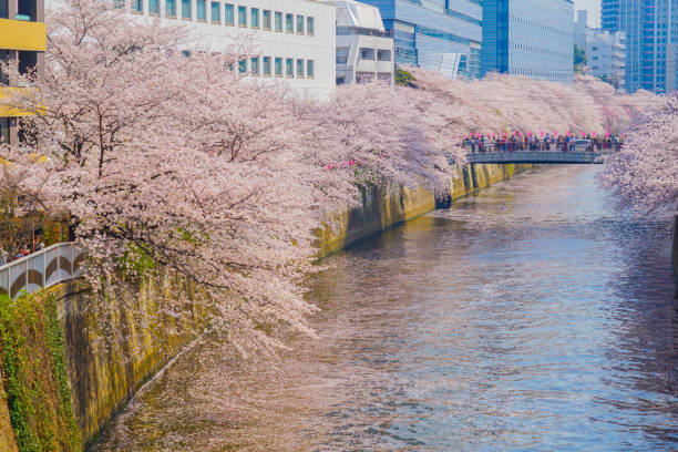 istock Cherry blossoms in Meguro River in full bloom 1416992574