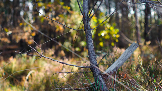 istock Wild ferns and pines 1416992596