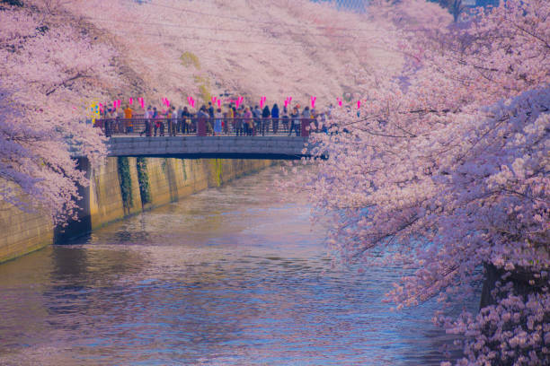 istock Cherry blossoms in Meguro River in full bloom 1416992631