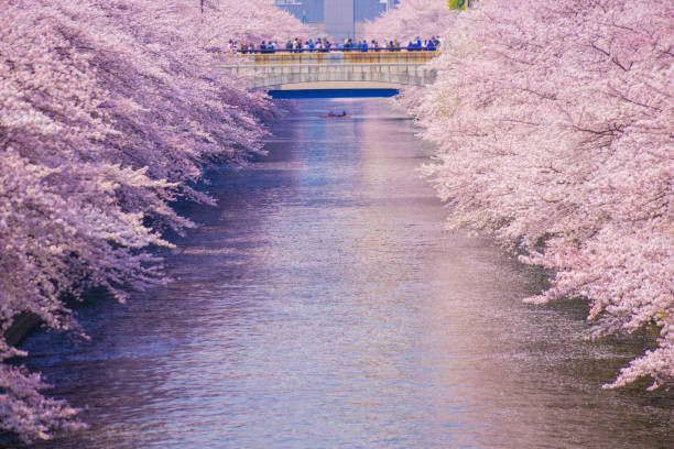 istock Cherry blossoms in Meguro River in full bloom 1416992681