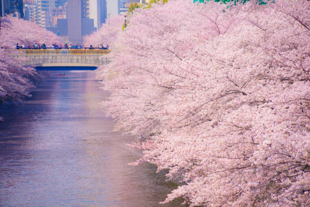 fleurs de cerisier de la rivière meguro en pleine floraison - rivière meguro photos et images de collection
