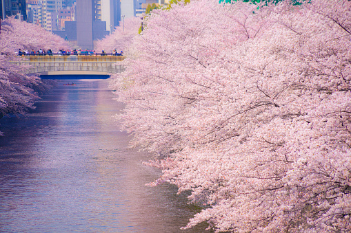 Cherry blossoms in Meguro River in full bloom. Shooting Location: Tokyo Meguro-ku