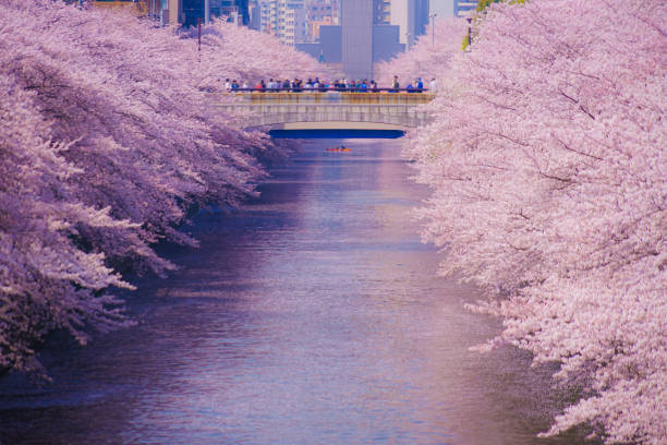 istock Cherry blossoms in Meguro River in full bloom 1416992784
