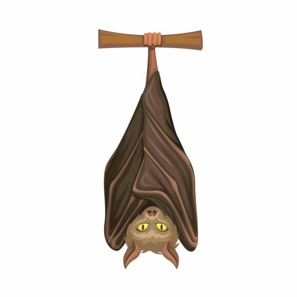 Bat sleep hanging on tree character illustration vector Bat sleep hanging on tree character illustration vector fruit bat stock illustrations