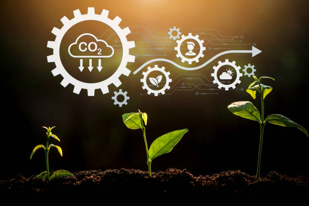 istock The Sapling are growing from the soil with sunlight and carbon dioxide absorb cycle 1416993917