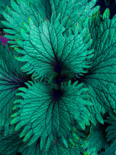 istock Tropical Leaves with bright bluish green color 1416997295