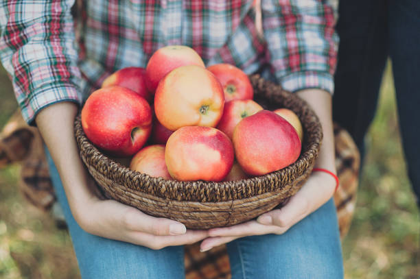 chica con apple en el huerto de apple - apple orchard child apple fruit fotografías e imágenes de stock