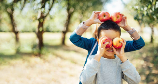 niños con manzana en huerto. concepto de cosecha. - apple orchard child apple fruit fotografías e imágenes de stock