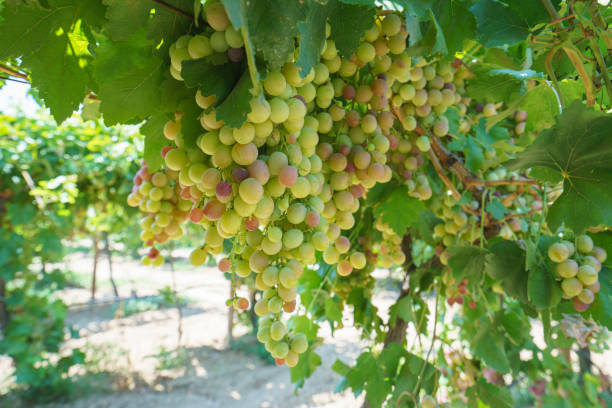 istock White grapes on a vine in a vineyard in Manisa, Turkiye 1417000365