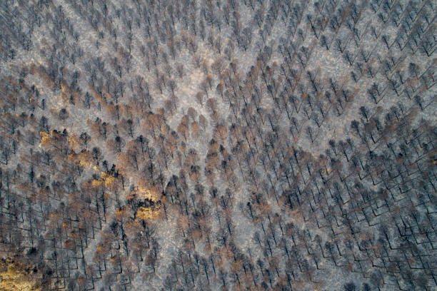 istock Burnt trees after a forest fire. burnt pine forest. consequences of forest fires. Ecology problems 1417001280