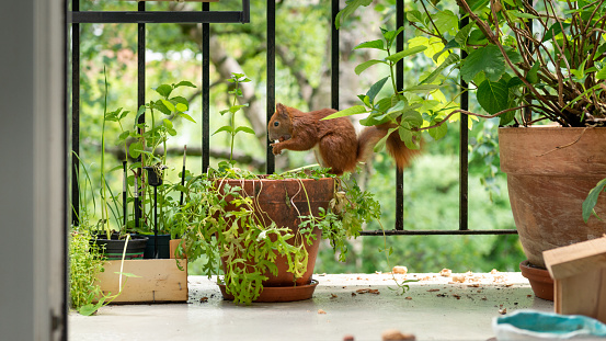 Series of images of a wild squirrel (Sciurus vulgaris) searching for and finding walnuts and hazelnuts on a balcony with flower pots. In the background the green inner courtyard