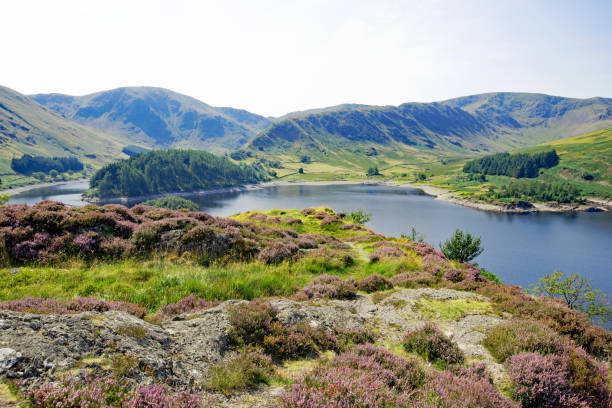 Capturing the lovely contrasting colours of the purple heather and green grasses flowering in August, with the blues of the reservoir and sky.