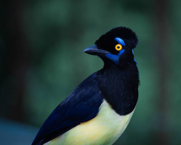 istock Shallow focus shot of a plush-crested jay (Cyanocorax chrysops) 1417004506