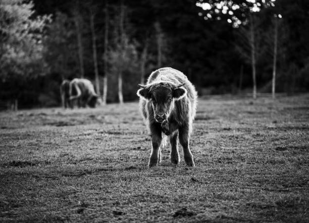 Grayscale shot of a cattle grazing