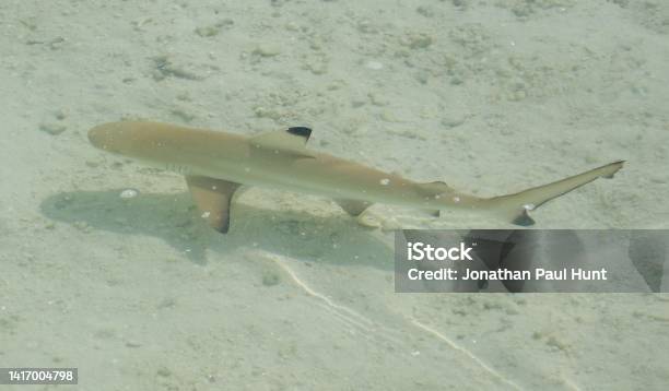 Baby Black Tip Shark Pacific Ocean Clear Waters Stock Photo by