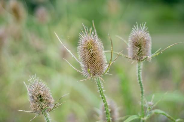 istock Closeup shot of a Carduus 1417005178
