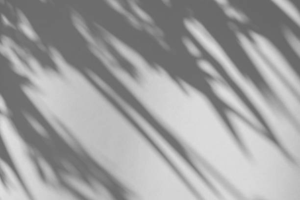 istock The shadow of the plant on a grey background. 1417005716