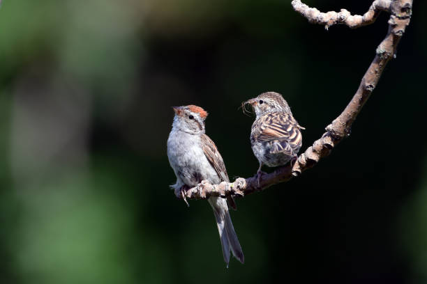 istock Chipping Sparrow bird with fledged baby chipping sparrow 1417007015
