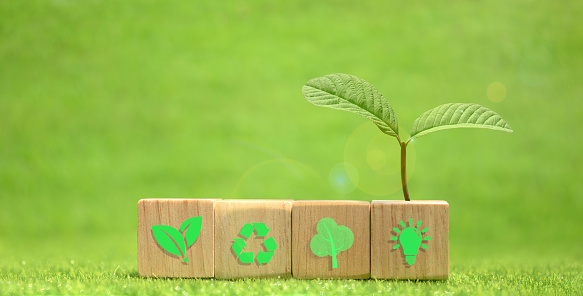 light bulb and nature conservation icon wooden block on a small tree with nature background Save financial growth ideas for financial accounting.