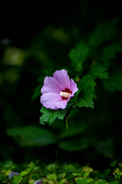 Beautiful pink common Hibiscus flower with dark green leafs