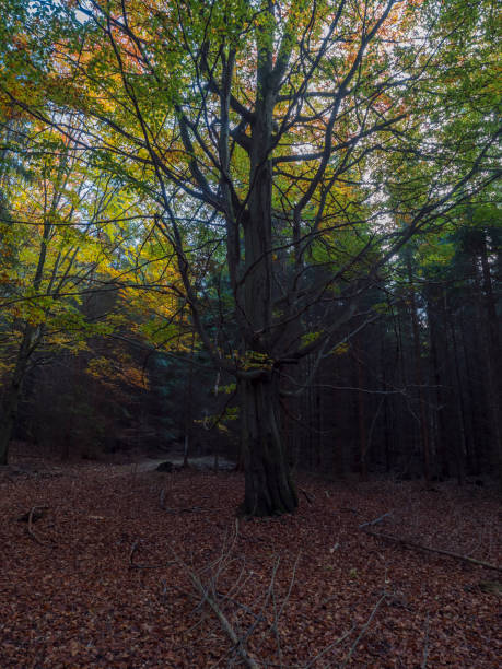 istock dark mysterious autumn deciduous forest with old big beech tree with colorful leaves and ground covered with fallen leaves. Seasonal nature background 1417007356