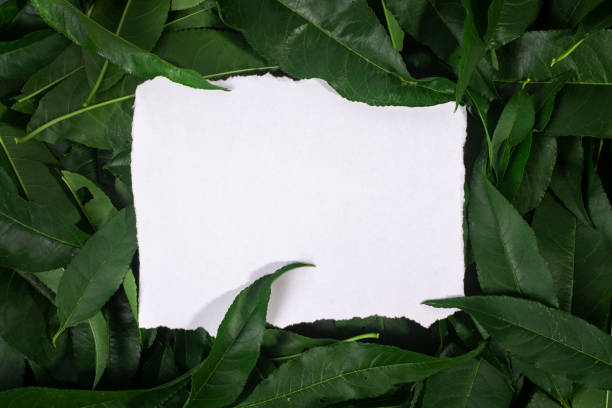 istock Notebook on tropical green leaves 1417007374
