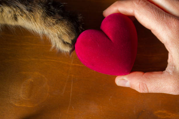 istock Cat and human hold a heart 1417008798