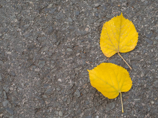 istock two yellow lime tree leaves on asphalt road autumn background 1417009591