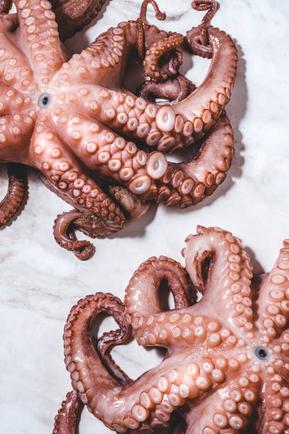 istock Fresh octopus on a white marble background, fresh seafood 1417009593
