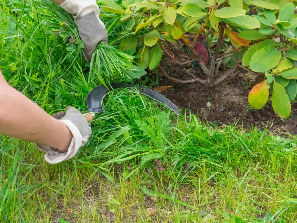 woman hands worknig gardening with sickle and cut grass