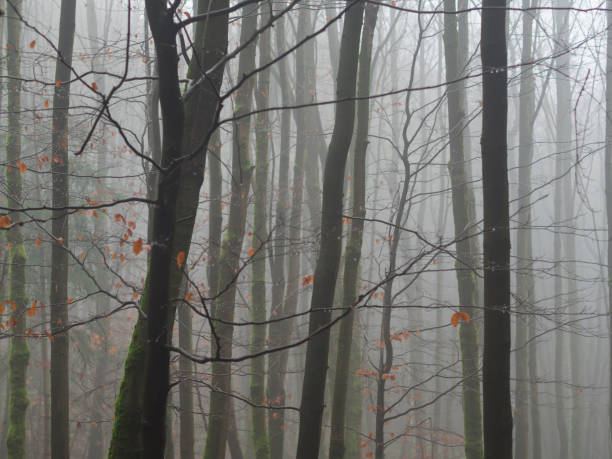 mglisty listopad tajemniczy las bukowy po deszczu spadł gołe drzewo z resztkami pomarańczowych liści tła natury - spooky horror nostalgia autumn zdjęcia i obrazy z banku zdjęć