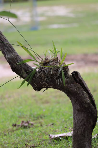 istock Orchid plant on a tree branch. 1417011415