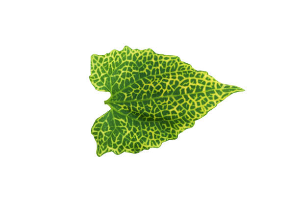 Heart shaped green and yellow colored tropical leaf on white background