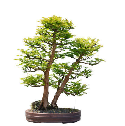 White isolated old temple juniper as bonsai tree
