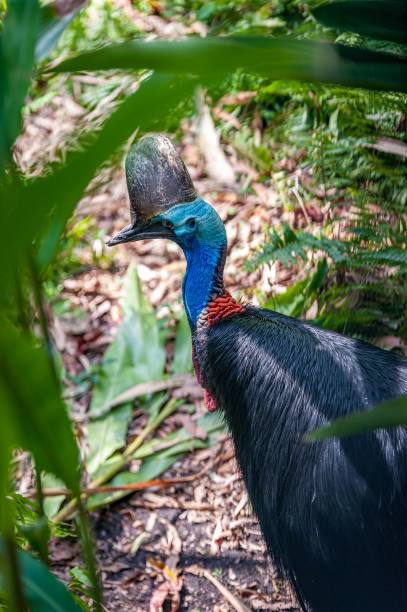 istock Vertical shot of a Southern cassowary standing under the sunlight 1417011983