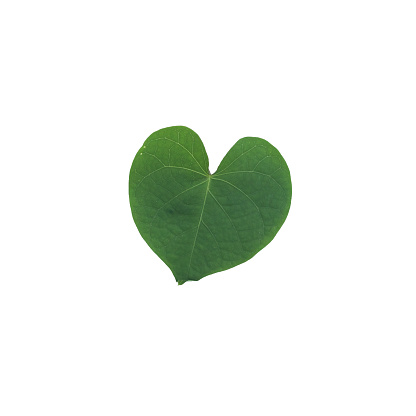 Heart shaped tropical leaf on white background