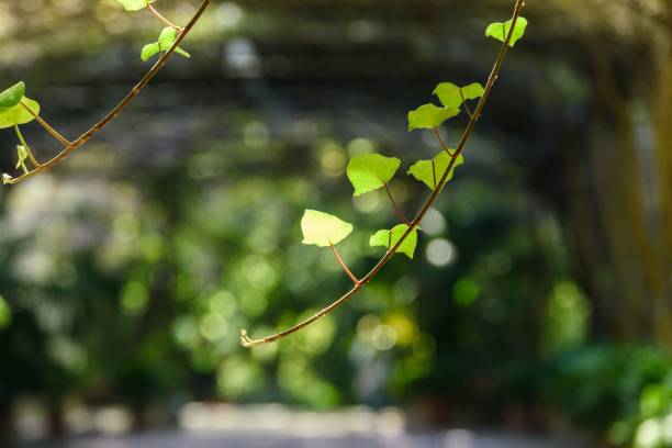istock Selective focus shot of branches with green leaves 1417012565