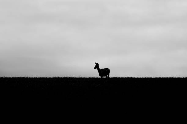 istock silhouette of a deer 1417012718