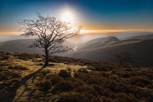 tree at dawn on top of a mountain range
