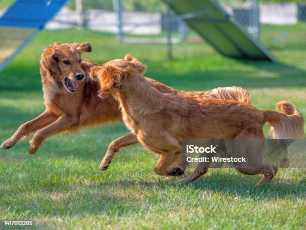 Vista Dei Red Retriever Che Corrono E Combattono Nel Parco - Fotografie stock e altre immagini di Carino