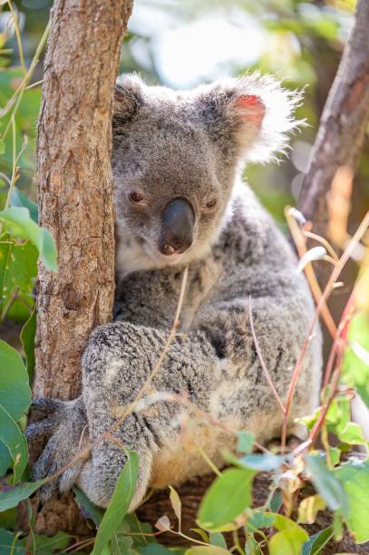 istock Vertical shot of a Koala bear hugging a tree brunch 1417013382