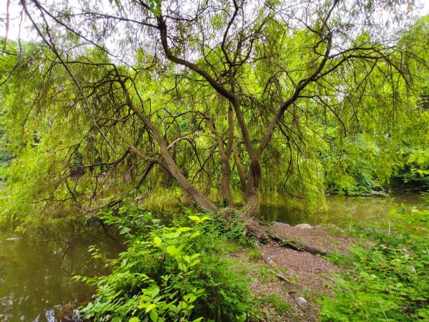 istock Low-angle view of a beautiful forest near the lake 1417013693