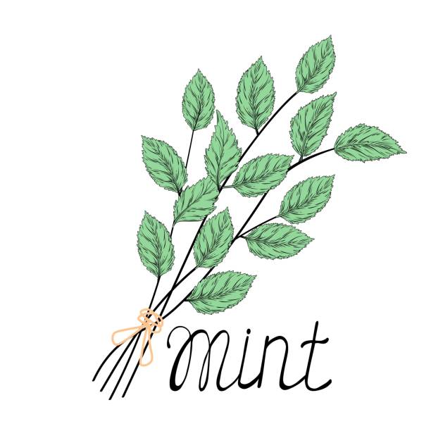 ilustrações de stock, clip art, desenhos animados e ícones de mint leaves - tarragon close up herb bunch
