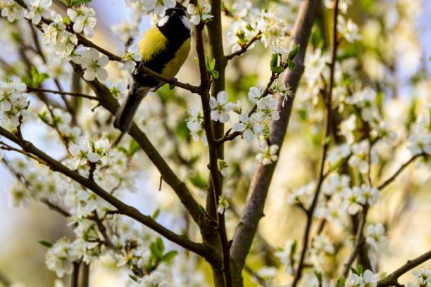 istock Tit bird perched on the branch of a blooming tree 1417015179