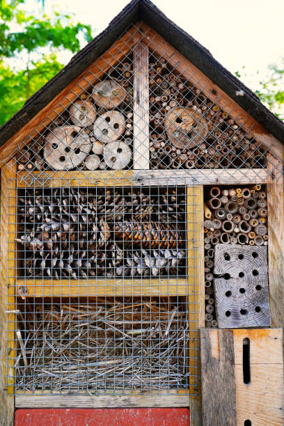 istock insect hotel. wooden insect house hanging from tree 1417016581