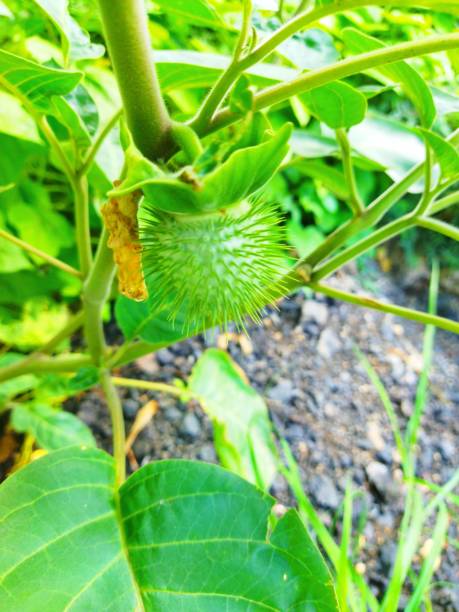 datura metel (бругмансия, торновое яблоко) уникальный зеленый плод, который имеет толстый и острый шиповой покров - metel стоковые фото и изображения