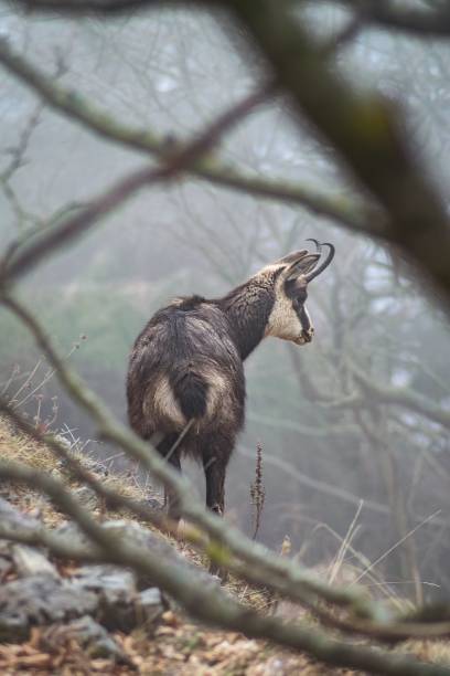 istock Vertical shot of Chamois standing in forest and looking side behind tree branches 1417017006